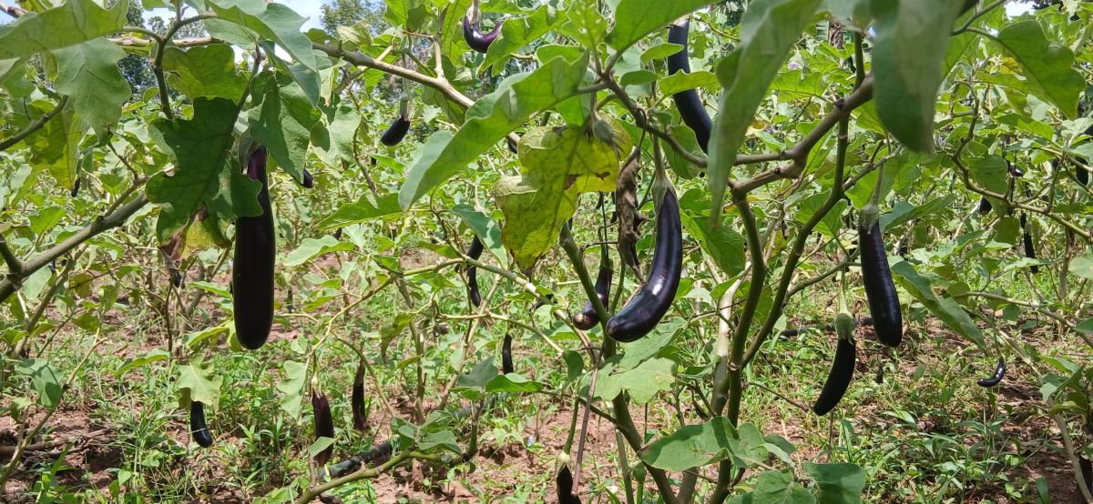 Solar-Powered Irrigation Scheme Restores Hope Among Kaliro Farmers 